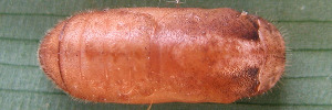 Pupae Top of Orange-lobed Flash - Deudorix epirus agimar